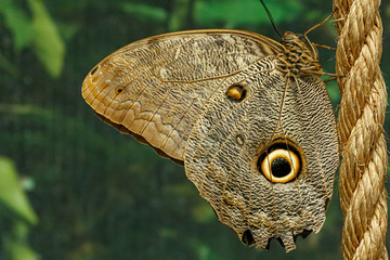 macro beautiful butterfly Caligo memnon