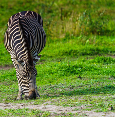 Zebra  © Dreamnordno