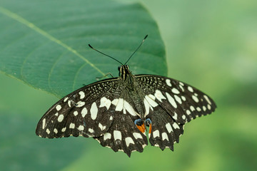 macro beautiful butterfly Papilio demoleus