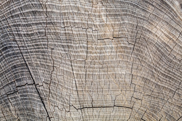 Old Weathered Grayish Cut Wood Cracked Texture