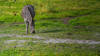 Zebra  © Dreamnordno