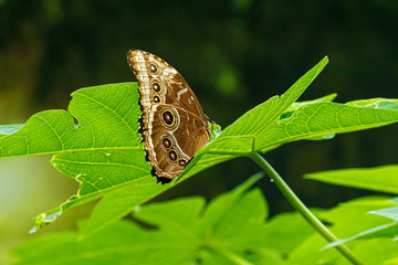 macro beautiful butterfly Morpho helenor