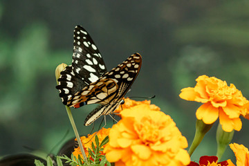 macro beautiful butterfly Papilio demoleus