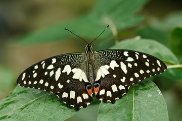 macro beautiful butterfly Papilio demoleus