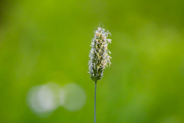 grass