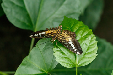 macro beautiful butterfly Parthenos sylvia