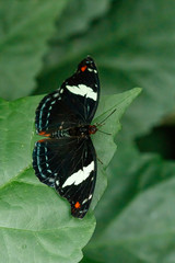 macro beautiful butterfly Papilio aegeus
