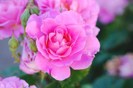 Pink Rose, Rose Bloom Flowers Blossom