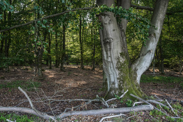 Old beech tree in a forest.