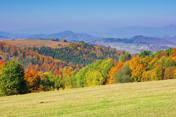 beautiful autumn mountain landscape. scenic view of a forest in fall foliage. grassy meadows and open vistas. wonderful countryside scenery on a sunny day