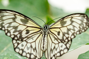 macro beautiful butterfly Idea leuconoe