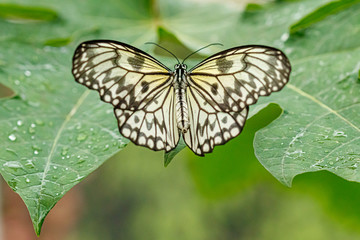 macro beautiful butterfly Idea leuconoe