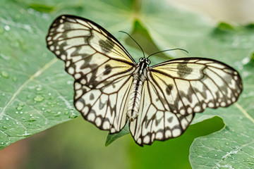 Fototapeta na wymiar macro beautiful butterfly Idea leuconoe