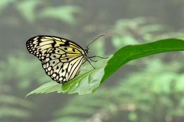 macro beautiful butterfly Idea leuconoe