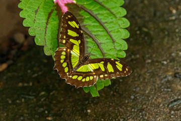 macro beautiful butterfly Siproeta stelenes