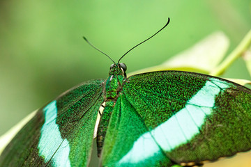 macro beautiful butterfly Papilio palinurus