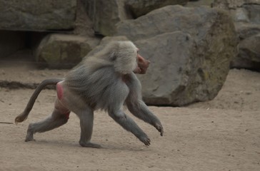  monkey in zoo