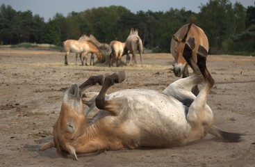 przewalski rolling in mud