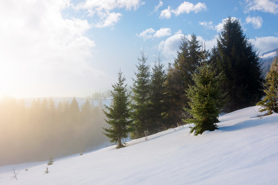 spruce forest in the morning. gorgeous winter scenery in foggy weather. trees on a snow covered hillside meadow. fluffy clouds on the blue sky. mysteriously glowing atmosphere