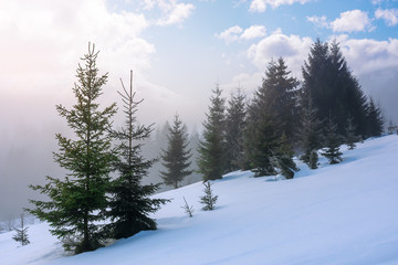 Fototapeta na wymiar spruce forest in the morning. gorgeous winter scenery in foggy weather. trees on a snow covered hillside meadow. fluffy clouds on the blue sky. mysteriously glowing atmosphere