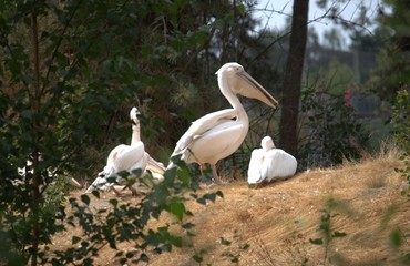 pelicans in zoo