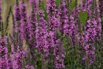 Obraz na płótnie Canvas field of purple flowers