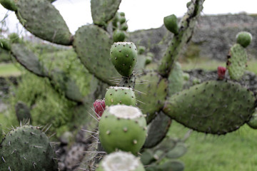 cactus and tunas