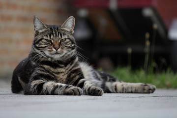 cat lying on the grass