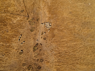 Aerial view from a Flock of sheep in a field