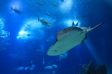 Underwater view of multiple fish swimming