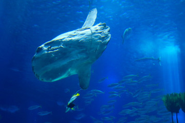 Fototapeta premium sunfish or common mola (Mola mola) swiming in the ocean