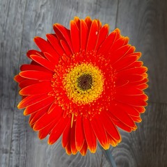 macro orange gerbera