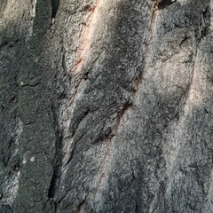 bark of a tree with spots of light