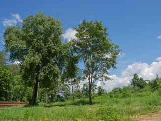 Small forests in rural areas, sky and white clouds