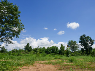 Small forests in rural areas, sky and white clouds