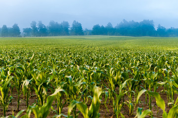 Cornfield in the early morning mist, Stowe, Vermont, USA