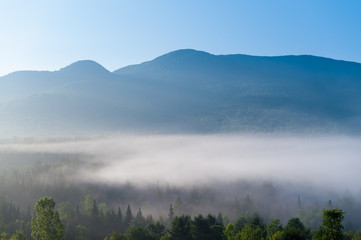 Overlooking a field of fog shrouded trees, Stowe, Vermont, USA