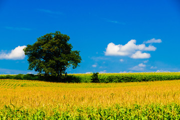 Lone tree in a cornfield with a blue sky.