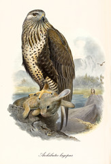 Rapacious bird standing on a rock after having captured a rabbit. Old detailed and colorful illustration of Rough-legged Buzzard (Buteo lagopus). By John Gould publ. In London 1862 - 1873 - obrazy, fototapety, plakaty