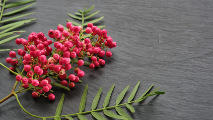View on isolated pink pepper plant or Peruvian pepper tree. Close up of pink pepper branch with green leaves on grey stone background with copy space.