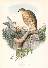 Exemplars of bird of prey on top of a tree. Old colorful and detailed illustration of Eurasian Sparrowhawk (Accipiter nisus). By John Gould publ. In London 1862 - 1873