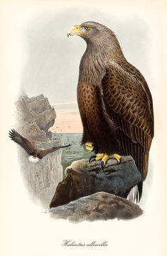 Brown elegant eagle on a high rock and other exemplars far on background. Old colorful detailed illustration of White-tailed Eagle (Haliaeetus albicilla). By John Gould, London 1862 - 1873