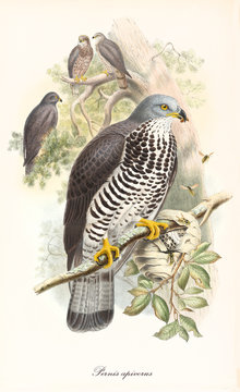 Single colorful hawk on a bird with other exemplars in the surrounding vegetation. Old detailed illustration of European Honey Buzzard (Pernis apivorus). By John Gould publ. In London 1862 - 1873