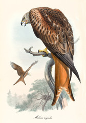 Bird of prey in back view screaming on a dry branch. Old colorful and detailed illustration of Red Kite (Milvus milvus). By John Gould publ. In London 1862 - 1873