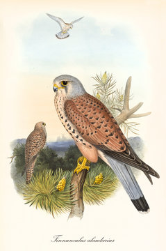 Small bird of prey standing on a branch in the vegetation its head is in profile view. Old colorful illustration of Common Kestrel (Falco tinnunculus). By John Gould publ. In London 1862 - 1873