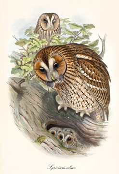 Tawny owl bringing food to its children in their den in the forest. Old detailed and colorful illustration of Tawny Owl (Strix aluco). By John Gould publ. In London 1862 - 1873