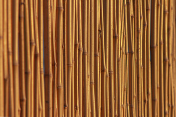 close up selective focus of dry bamboo stalks