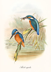 Two Kingfisher birds standing on the water vegetation, one of them with a fish in the long beak. Old illustration of Common Kingfisher (Alcedo atthis). By John Gould publ. In London 1862 - 1873