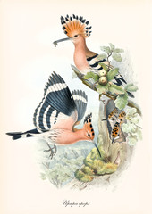 Family of pink birds with a typical crown of feathers on their heads. They are flying close to the nest. Old illustration of Eurasian Hoopoe (Upupa epops). By John Gould publ. In London 1862 - 1873 © Mannaggia