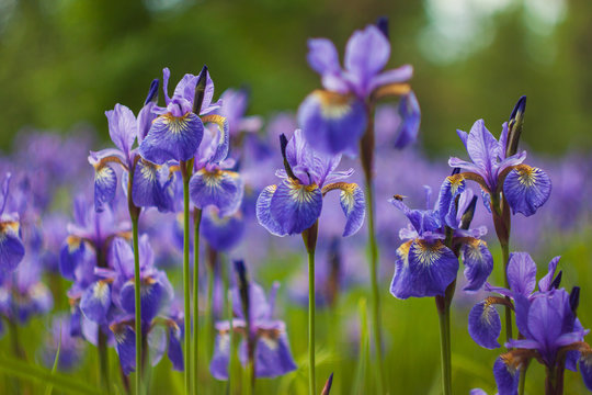 closeup photo of blue iris flowers in soft light